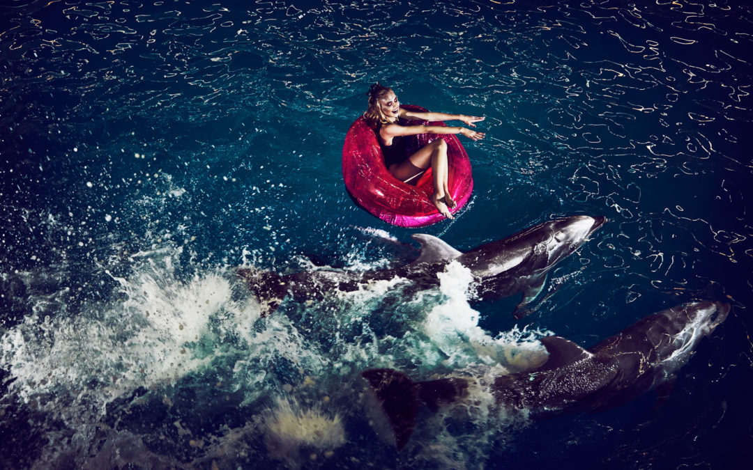 dolphin